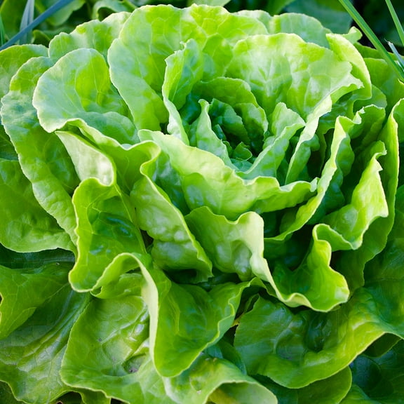 Lettuce Seeds - Butterhead - Kagraner Sommer - 0.25 Oz ~6,250 Seeds - Lactuca sativa - Farm & Garden Vegetable Seeds - Non-GMO, Heirloom, Open Pollinated, Annual