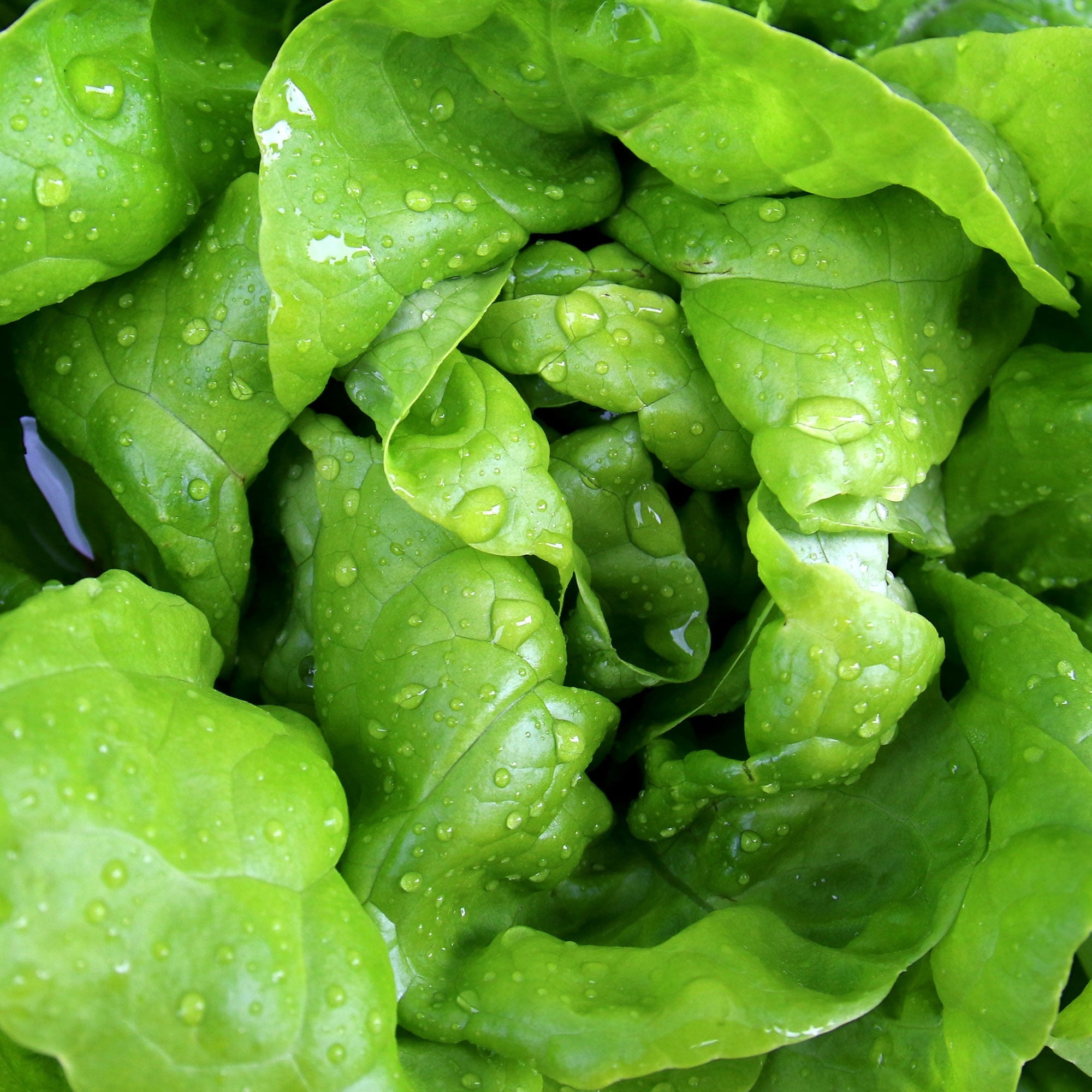 Lettuce Seeds - Butterhead - Way-A-Head - 1 Lb ~400,000 Seeds - Lactuca sativa - Farm & Garden Vegetable Seeds - Non-GMO, Heirloom, Open Pollinated, Annual