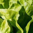 thumbnail image 1 of Lettuce Seeds - Butterhead - White Boston - 1 Oz ~25,000 Seeds - Lactuca sativa - Farm & Garden Vegetable Seeds - Non-GMO, Heirloom, Open Pollinated, Annual, 1 of 2