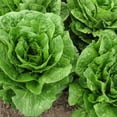 thumbnail image 1 of Lettuce Seeds - Crisphead - Blonde De Paris - 1 Lb Bulk ~400,000 Seeds - Lactuca sativa - Farm & Garden Vegetable Seeds - Non-GMO, Heirloom, Open Pollinated, Annual, 1 of 1