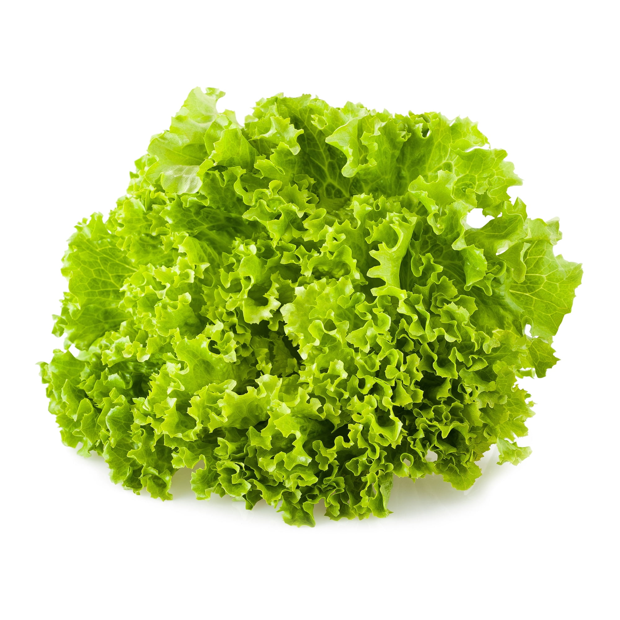 Lettuce Seeds - Leaf - Green Ice - 1 Lb ~400,000 Seeds - Lactuca sativa - Farm & Garden Vegetable Seeds - Non-GMO, Heirloom, Open Pollinated, Annual