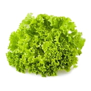 Lettuce Seeds - Leaf - Green Ice - 4 Oz 100,000 Seeds - Lactuca sativa - Farm & Garden Vegetable Seeds - Non-GMO, Heirloom, Open Pollinated, Annual
