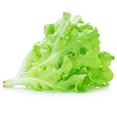 thumbnail image 1 of Lettuce Seeds - Leaf - Royal Oakleaf - 1 Lb ~400,000 Seeds - Lactuca sativa - Farm & Garden Vegetable Seeds - Non-GMO, Heirloom, Open Pollinated, Annual, 1 of 2