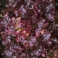 thumbnail image 1 of Lettuce Seeds, Leaf - Selway - 1 Lb ~400000 Seeds - Non-GMO, Heirloom - Vegetable Garden & Microgreens, 1 of 1