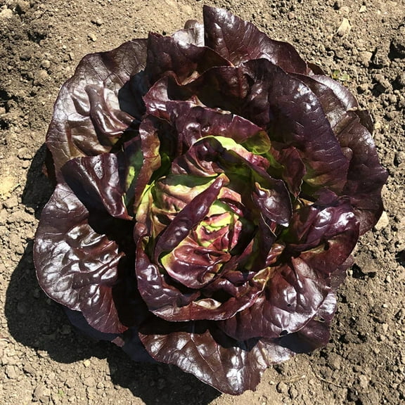 Lettuce Seeds - Marciano Mto Organic Variety Lettuce Seeds - Non-GMO - 50 Seeds