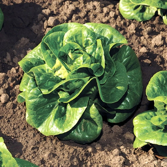 Lettuce Seeds - Newham Mto Organic Pelleted Variety Lettuce Seeds - Non-GMO - 50 Seeds