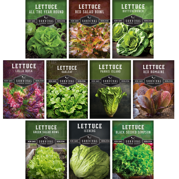 Lettuce Seeds for Planting | 10 Heirloom Lettuces  Annual Full Sun Garden Vegetables