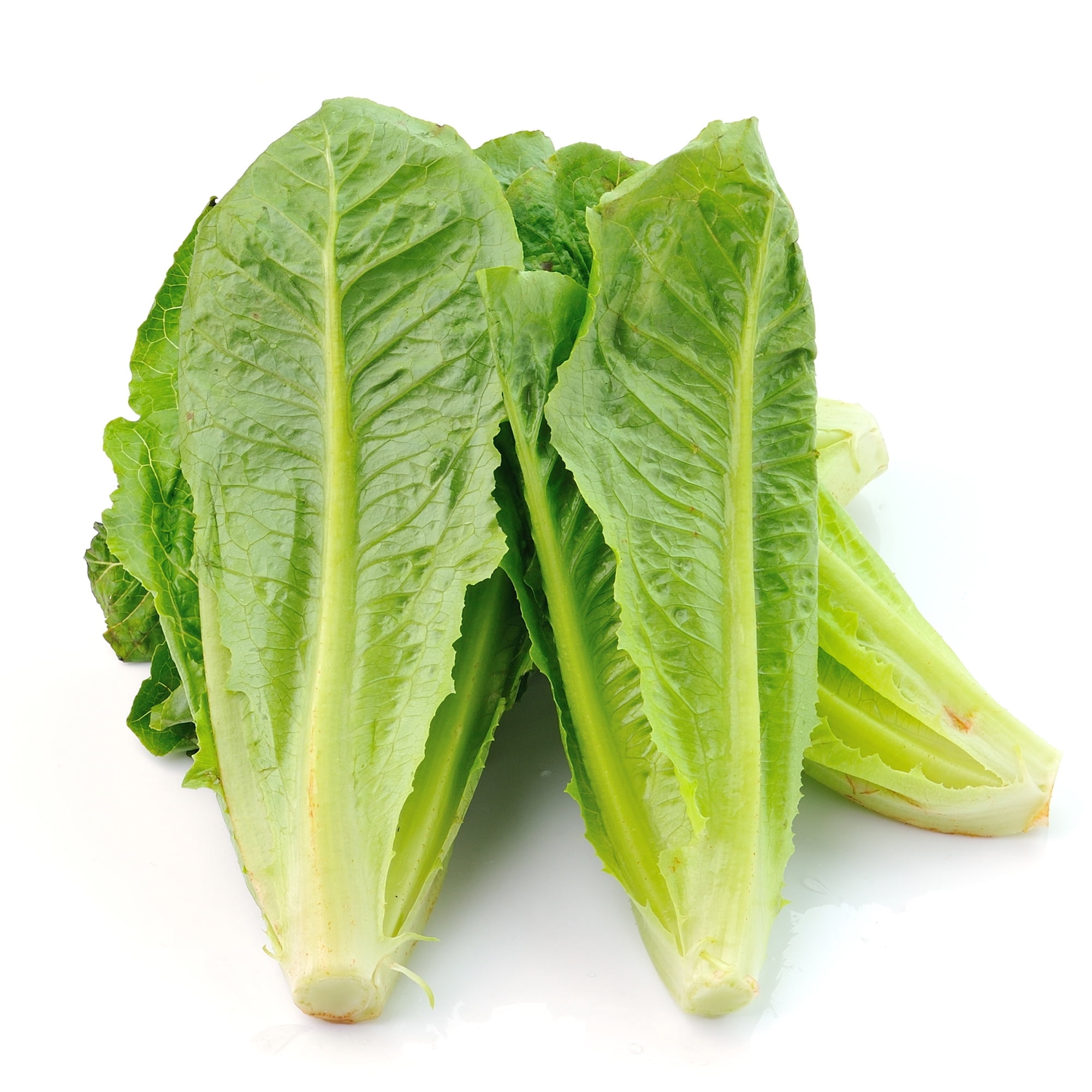 Lettuce Seeds - Romaine / COS - Petite Rouge - 4 Oz ~100,000 Seeds - Lactuca sativa - Farm & Garden Vegetable Seeds - Non-GMO, Heirloom, Open Pollinated, Annual