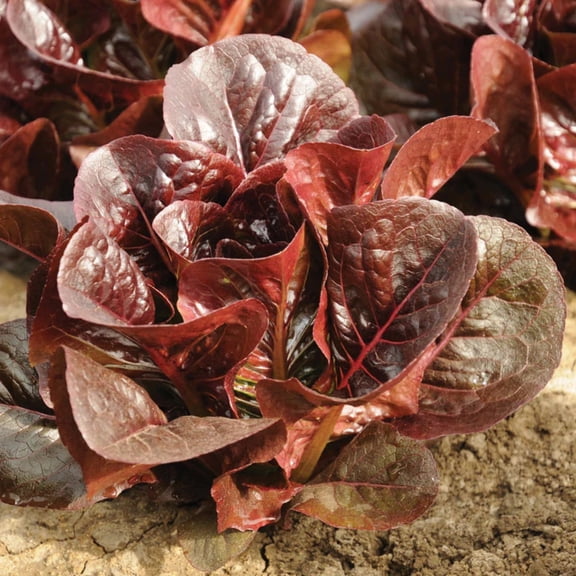 Lettuce Seeds - Truchas Mto Organic Variety Lettuce Seeds - Non-GMO - 50 Seeds
