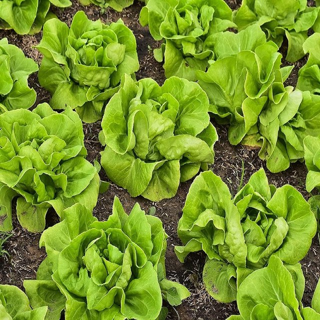 Lettuce Seeds for Planting Plant & Grow Buttercrunch Lettuce Indoor