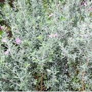 Leucophyllum frutescens Texas Sage Starter Plant, Lot of 2