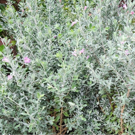 Leucophyllum frutescens Texas Sage Starter Plant, Lot of 2