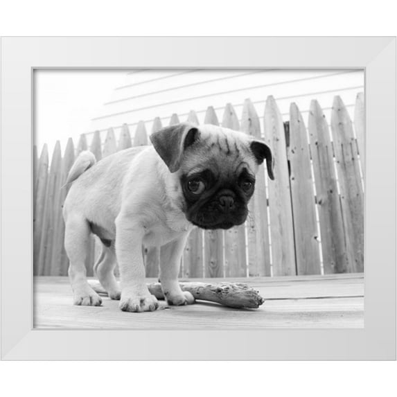 Levin, Kim 32x26 White Modern Wood Framed Museum Art Print Titled - Bentley