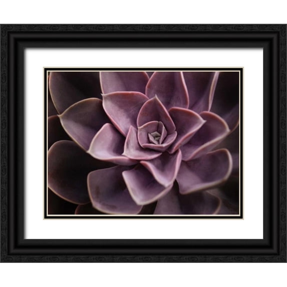 Levine, Andrew 18x14 Black Ornate Wood Framed with Double Matting Museum Art Print Titled - Echeveria I