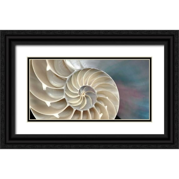Levine, Andrew 24x14 Black Ornate Wood Framed with Double Matting Museum Art Print Titled - Nautilus