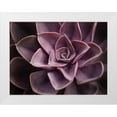 thumbnail image 1 of Levine, Andrew 24x19 White Modern Wood Framed Museum Art Print Titled - Echeveria I, 1 of 4