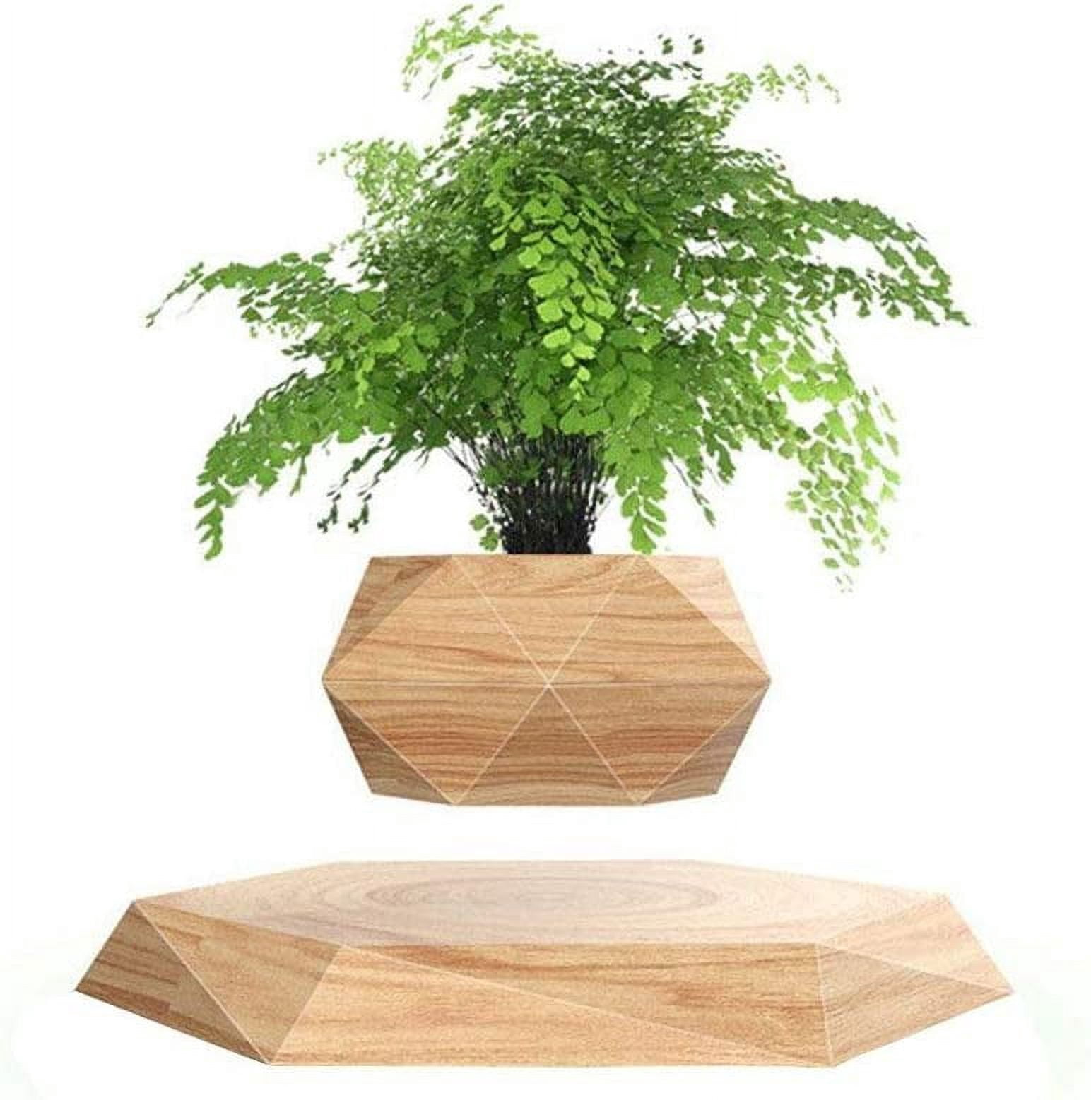 Levitating Plant
