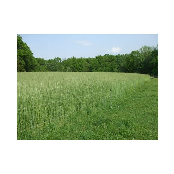 Lewis Family Farm 5 lb Cereal Rye Grain Seeds Open Pollinated Cover Crop Forage Deer Plot Food