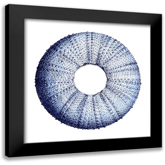 Lewis, Sheldon 12x12 Black Modern Framed Museum Art Print Titled - Urchin Shell 3
