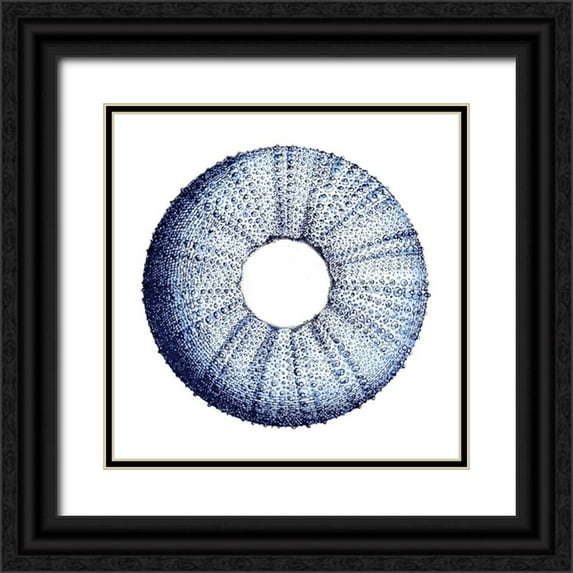 Lewis, Sheldon 12x12 Black Ornate Wood Framed with Double Matting Museum Art Print Titled - Urchin Shell 3
