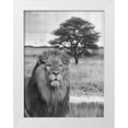 thumbnail image 1 of Lewis, Sheldon 12x14 White Modern Wood Framed Museum Art Print Titled - Jungle King, 1 of 4
