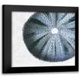 thumbnail image 1 of Lewis, Sheldon 16x15 Black Modern Framed Museum Art Print Titled - Urchin Shell 3, 1 of 5