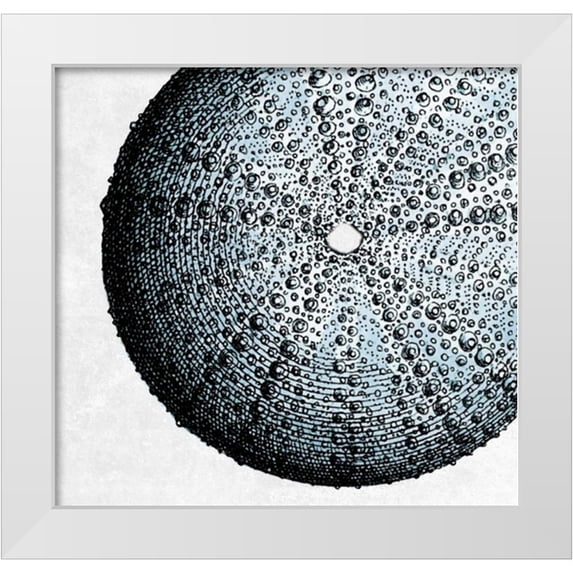Lewis, Sheldon 16x15 White Modern Wood Framed Museum Art Print Titled - Urchin Shell 2