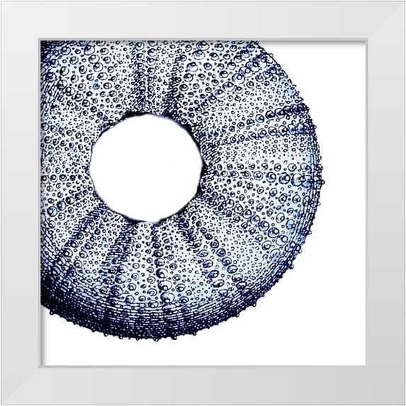 Lewis, Sheldon 20x20 White Modern Wood Framed Museum Art Print Titled - Urchin Shell 1