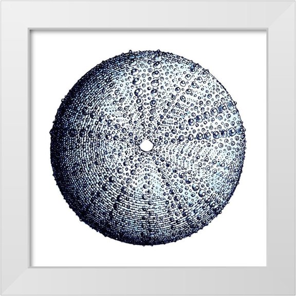 Lewis, Sheldon 26x26 White Modern Wood Framed Museum Art Print Titled - Urchin Shell 4