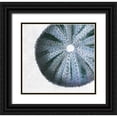 thumbnail image 1 of Lewis, Sheldon 27x26 Black Ornate Wood Framed with Double Matting Museum Art Print Titled - Urchin Shell 3, 1 of 4