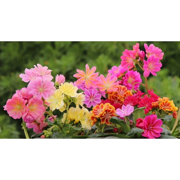 Lewsia 'Rainbow Mix' -Hardy Succulent- Live Starter Plant