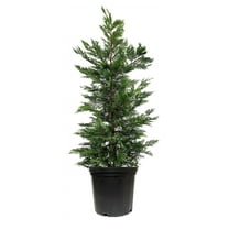 Leyland Cypress | 1 Extra Large 3 Gallon Tree | Cupressocyparis leylandii | Fast Growing Privacy Fence | Evergreen Landscape Plants