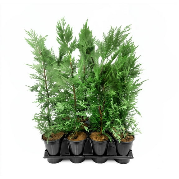 Leyland Cypress | 1 Live Quart Size Tree | Cupressocyparis leylandii | Fast Growing Privacy Fence | Evergreen Landscape Plants