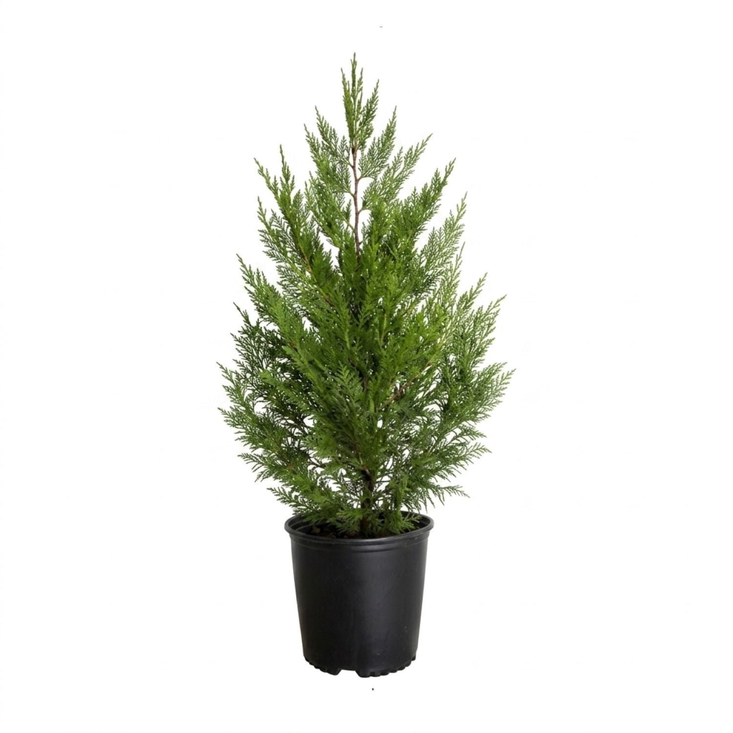 Expert Gardener Leyland Cypress (2.5 Gallon) Fast Growing