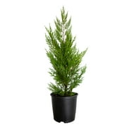 FLOWERWOOD Expert Gardener Leyland Cypress (2.5 Quart) Fast Growing Evergreen Tree - Full Sun Live Outdoor Plant