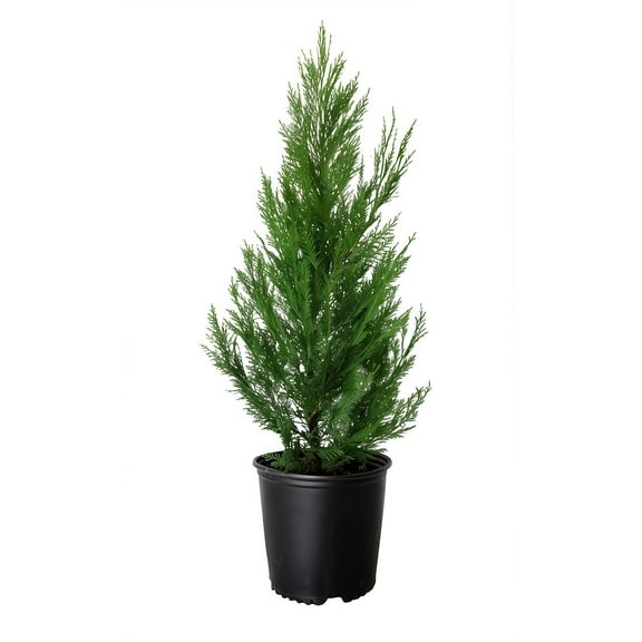 Leyland Cypress | 2 Large Gallon Size Trees | Cupressocyparis leylandii | Fast Growing Privacy Fence | Evergreen Landscape Plants