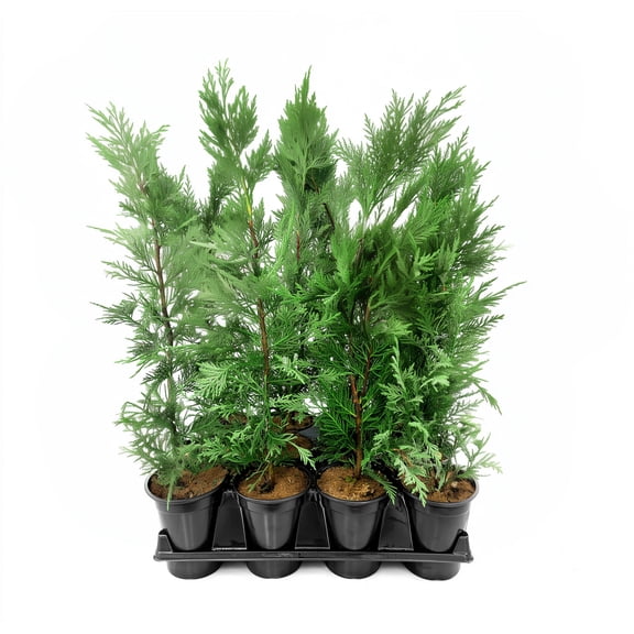 Leyland Cypress | 3 Live Quart Size Trees | Cupressocyparis leylandii | Fast Growing Privacy Fence | Evergreen Landscape Plants