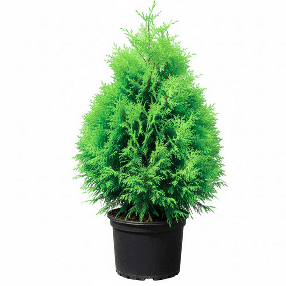 Leyland Cypress Plant Live in Gallon Pot, Cypress Trees, Hardy Outdoor Tree for Yard and Garden