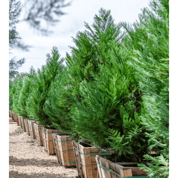 Leyland Cypress Tree Live for Planting, Cuprocyparis Leylandii Plant Live for Outdoor Garden 6 to 12 Inch Tall in a 2.5 Inch Pot - Dormant in Winter