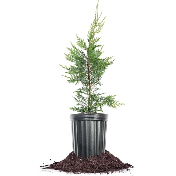 Leyland Cypress Tree in 1 Gal. Grower's Pot - Evergreen Privacy Tree