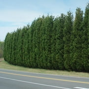 Brighter Blooms - Leyland Cypress Tree, 3-4 ft. - No Shipping to AK, AZ, HI
