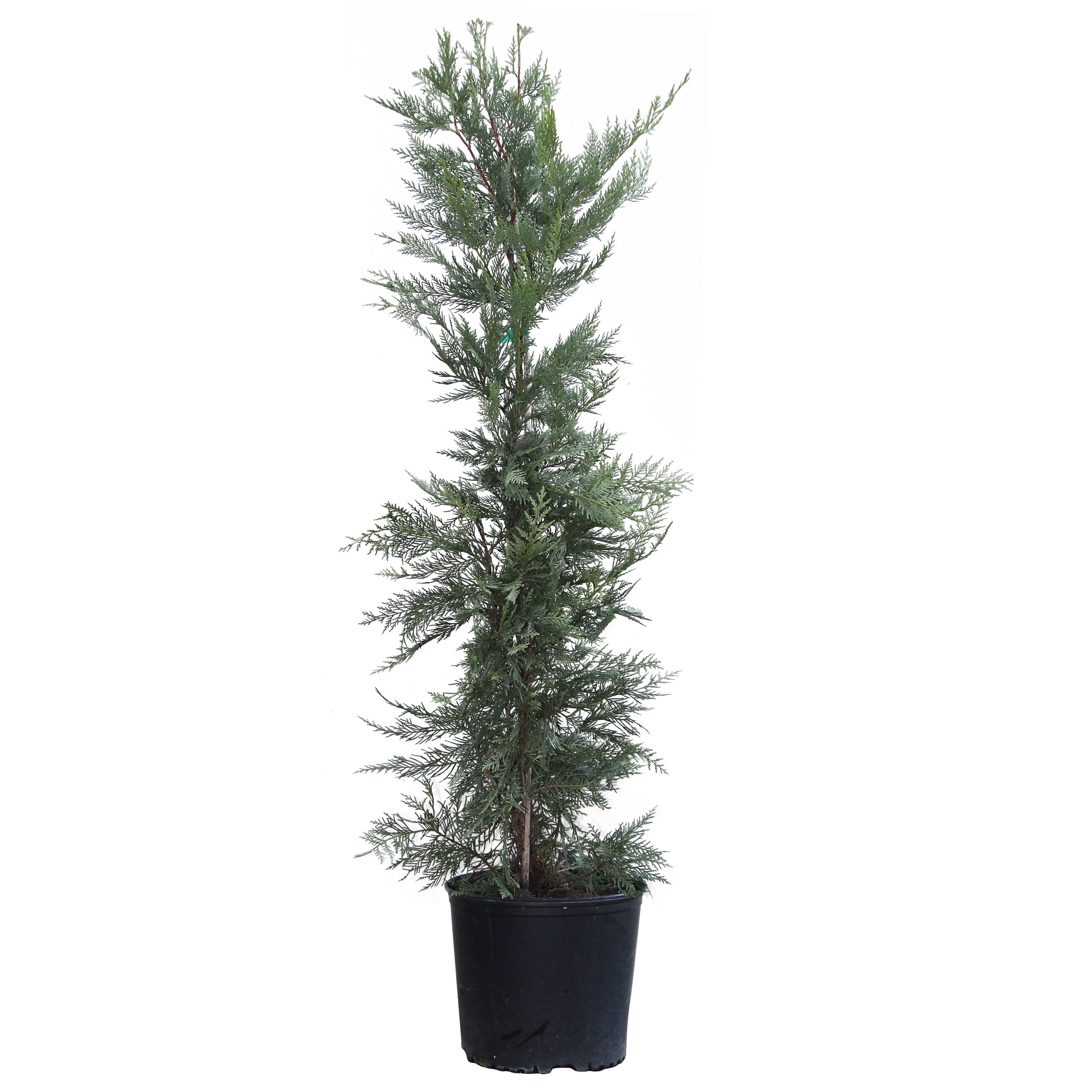Leyland Cypress Trees