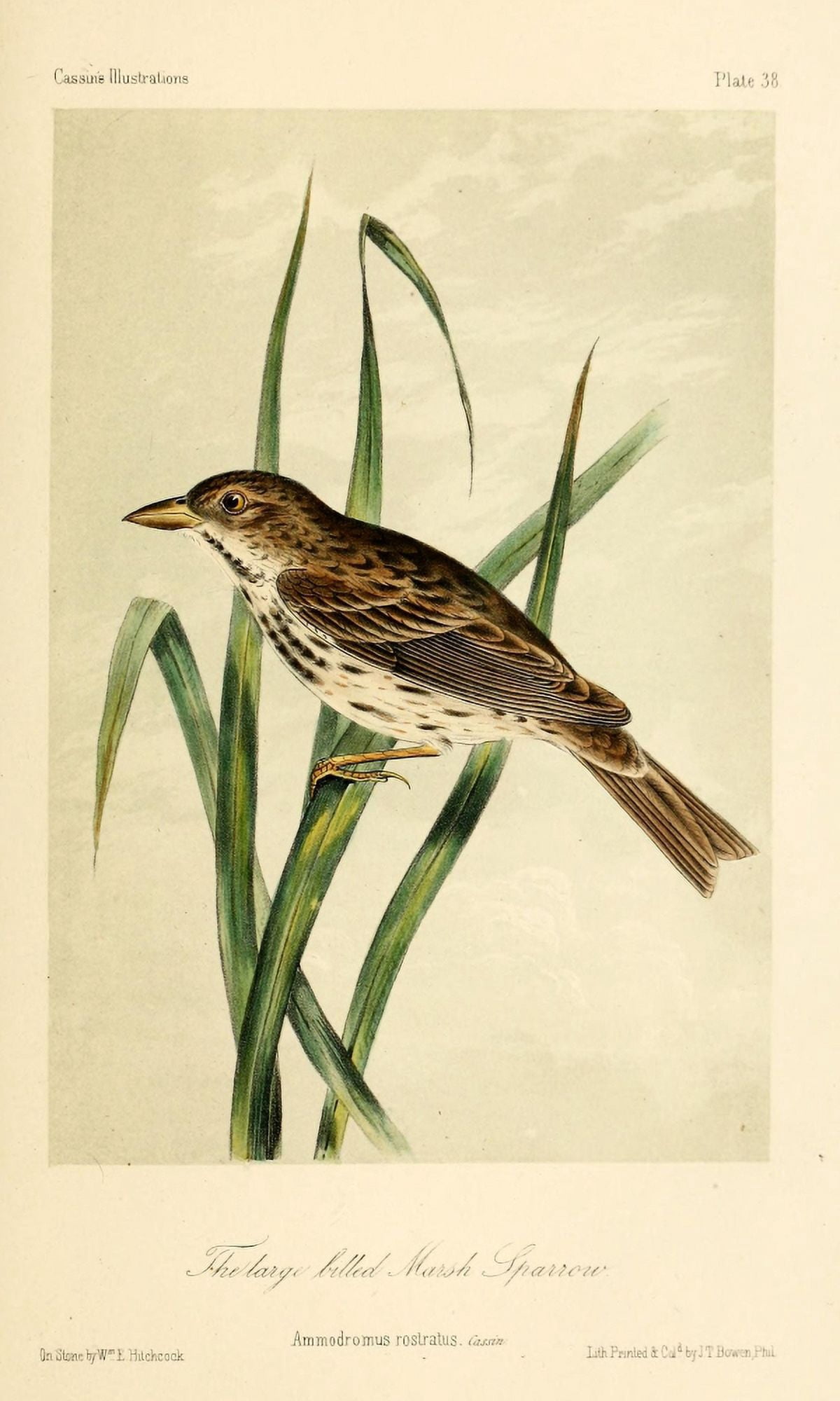 Lg-billed Marsh Sparrow Canvas Art - WE Hitchcock (18 x 24)
