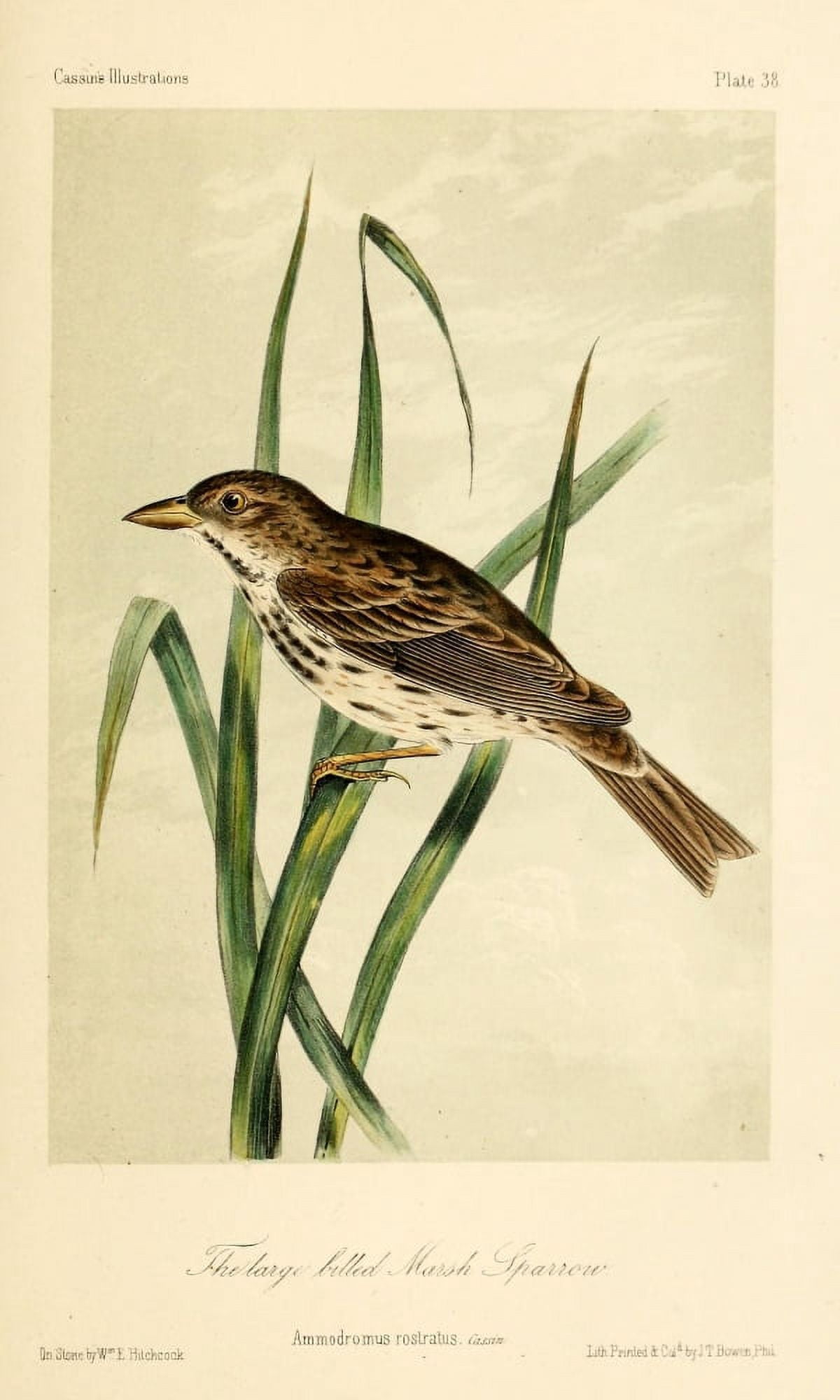 Lg-billed Marsh Sparrow Canvas Art - WE Hitchcock (24 x 36)