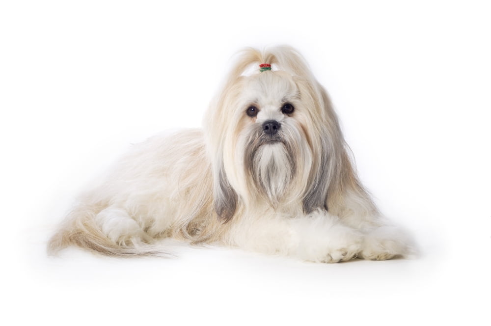 Lhasa Apso Canvas Art - Corey Hochachka Design Pics (34 x 22)