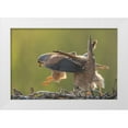 thumbnail image 1 of Li, Min 18x13 White Modern Wood Framed Museum Art Print Titled - Kestrel Mating, 1 of 4