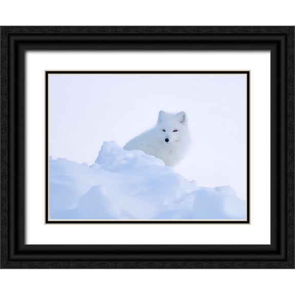 Li, Min 24x19 Black Ornate Wood Framed with Double Matting Museum Art Print Titled - White fox