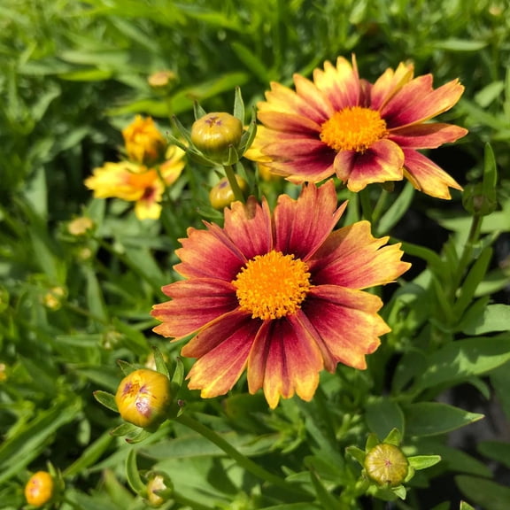 Coreopsis x 'Li'l Bang Enchanted Eve'Compact perennialAttracts butterflies and bees 1 Gallon