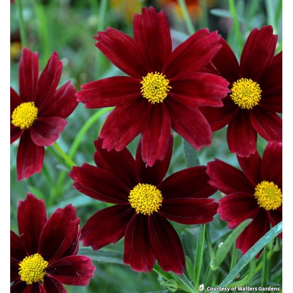 Li'l Bang Red Elf Tickseed - 1 Gallon Perennial