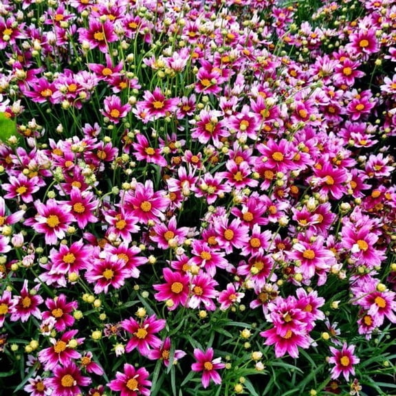 Coreopsis x 'Li'l Bang Starstruck'Compact perennialAttracts pollinators 2 Gallon (Pack of 2)